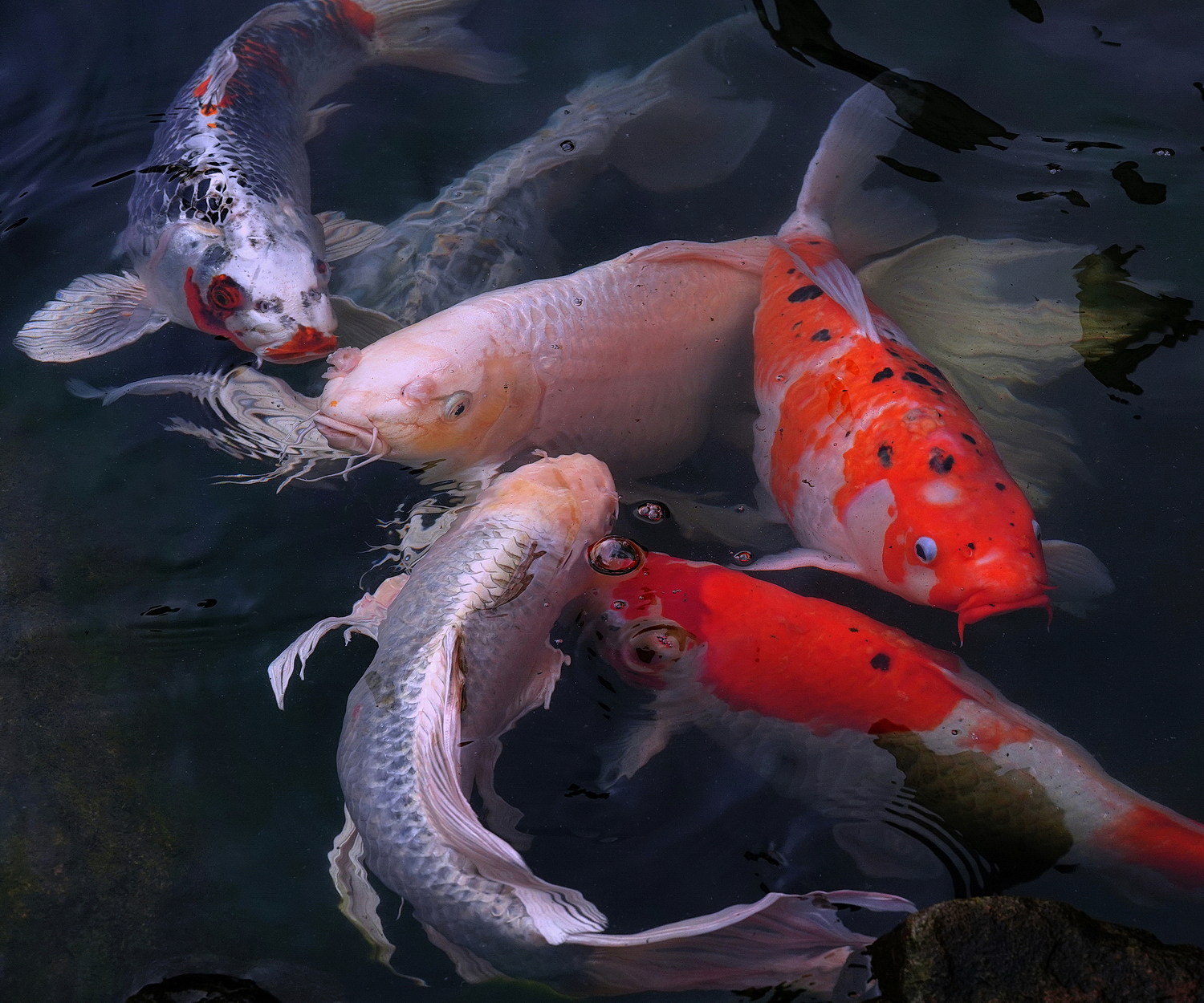 陳永鑑_錦鯉遊緃_20210201b.jpg