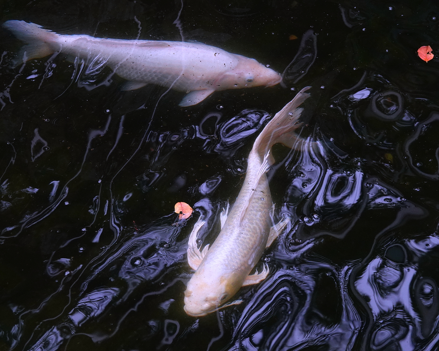 陳永鑑_錦鯉遊緃_20210202b.jpg