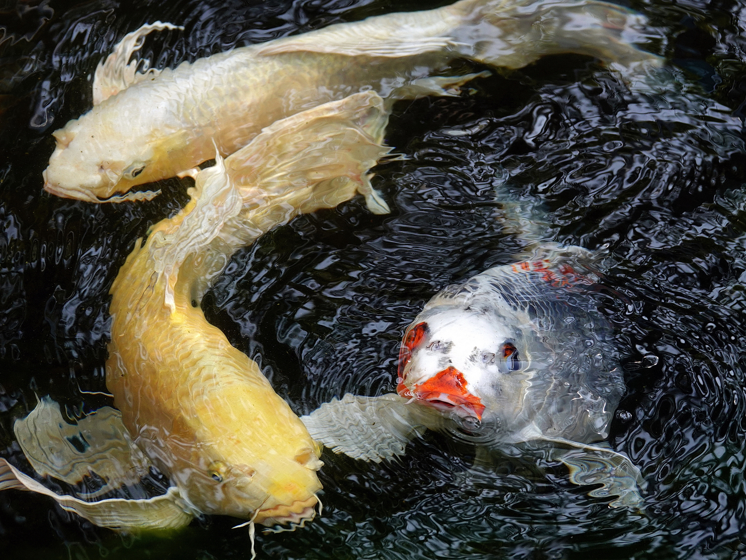 陳永鑑_錦鯉遊緃_20210203e.jpg