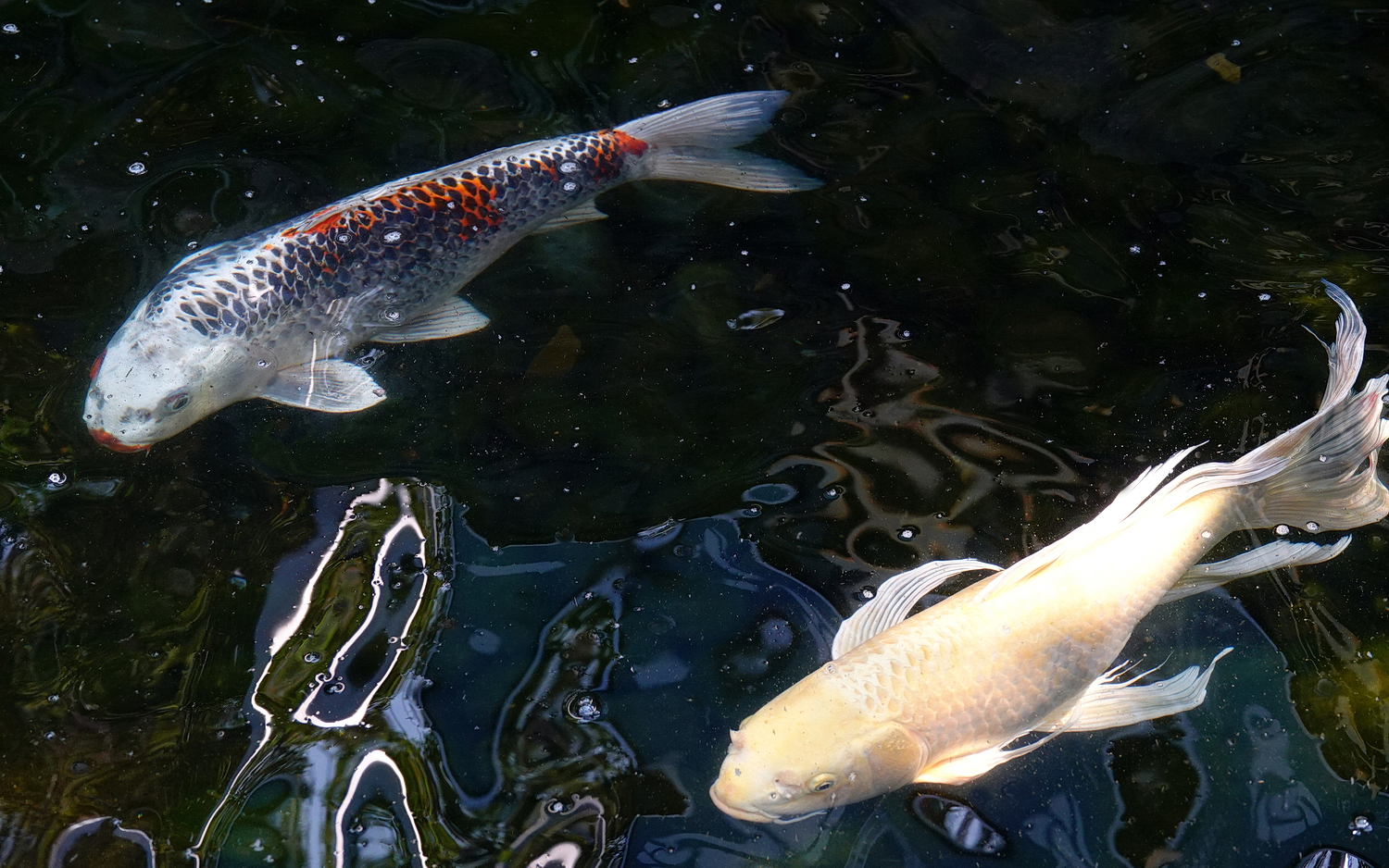 陳永鑑_錦鯉遊緃_20210204d.jpg