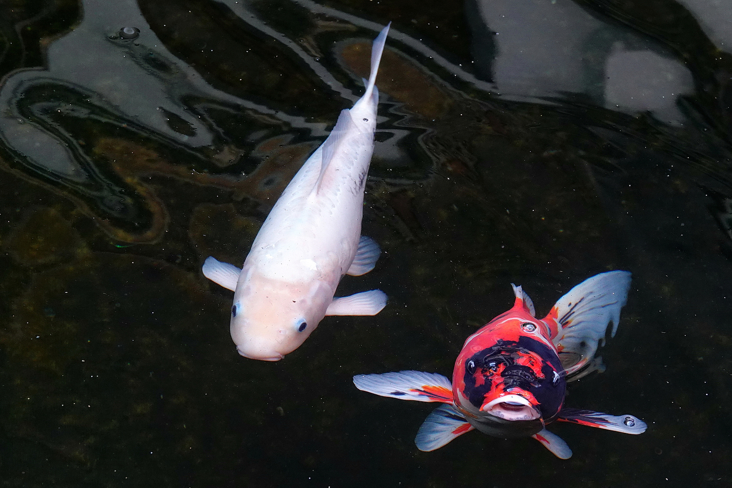 陳永鑑_錦鯉遊緃_20210206b.jpg