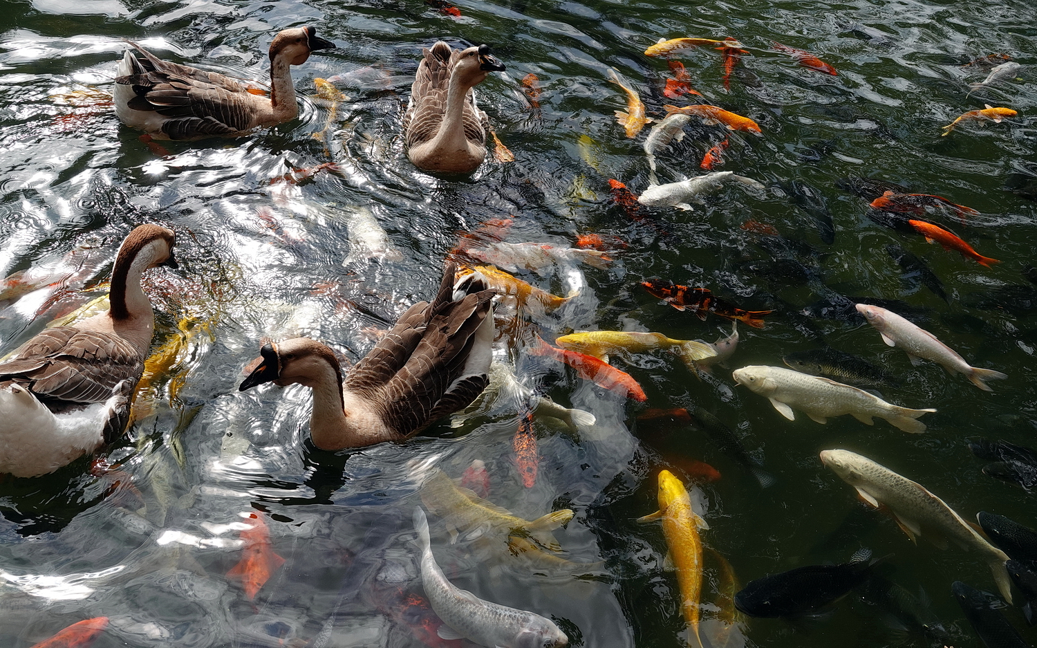 陳永鑑_錦鯉遊緃_20210207n.jpg