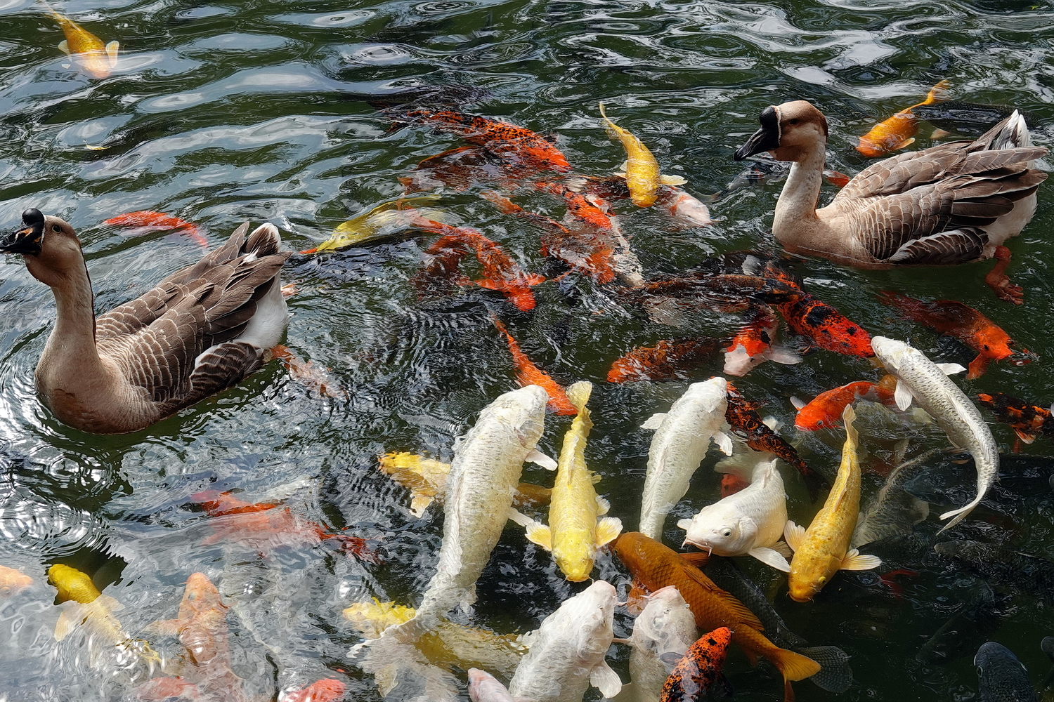 陳永鑑_錦鯉遊緃_20210207r.jpg