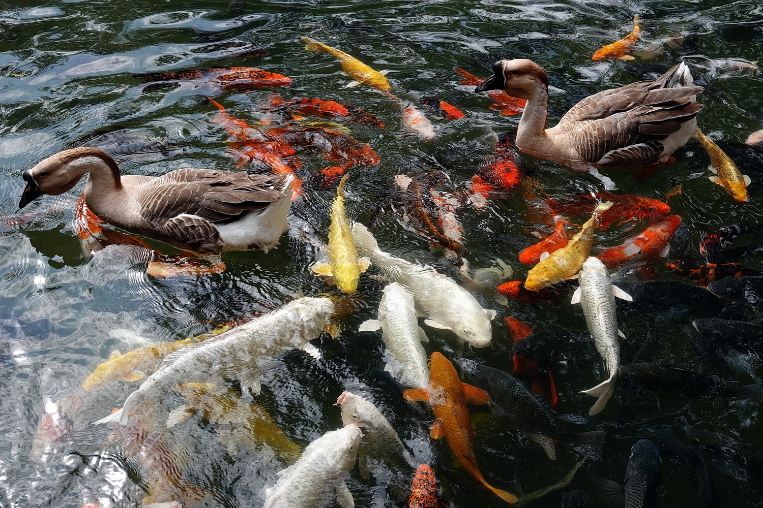 陳永鑑_錦鯉遊緃_20210207p.jpg