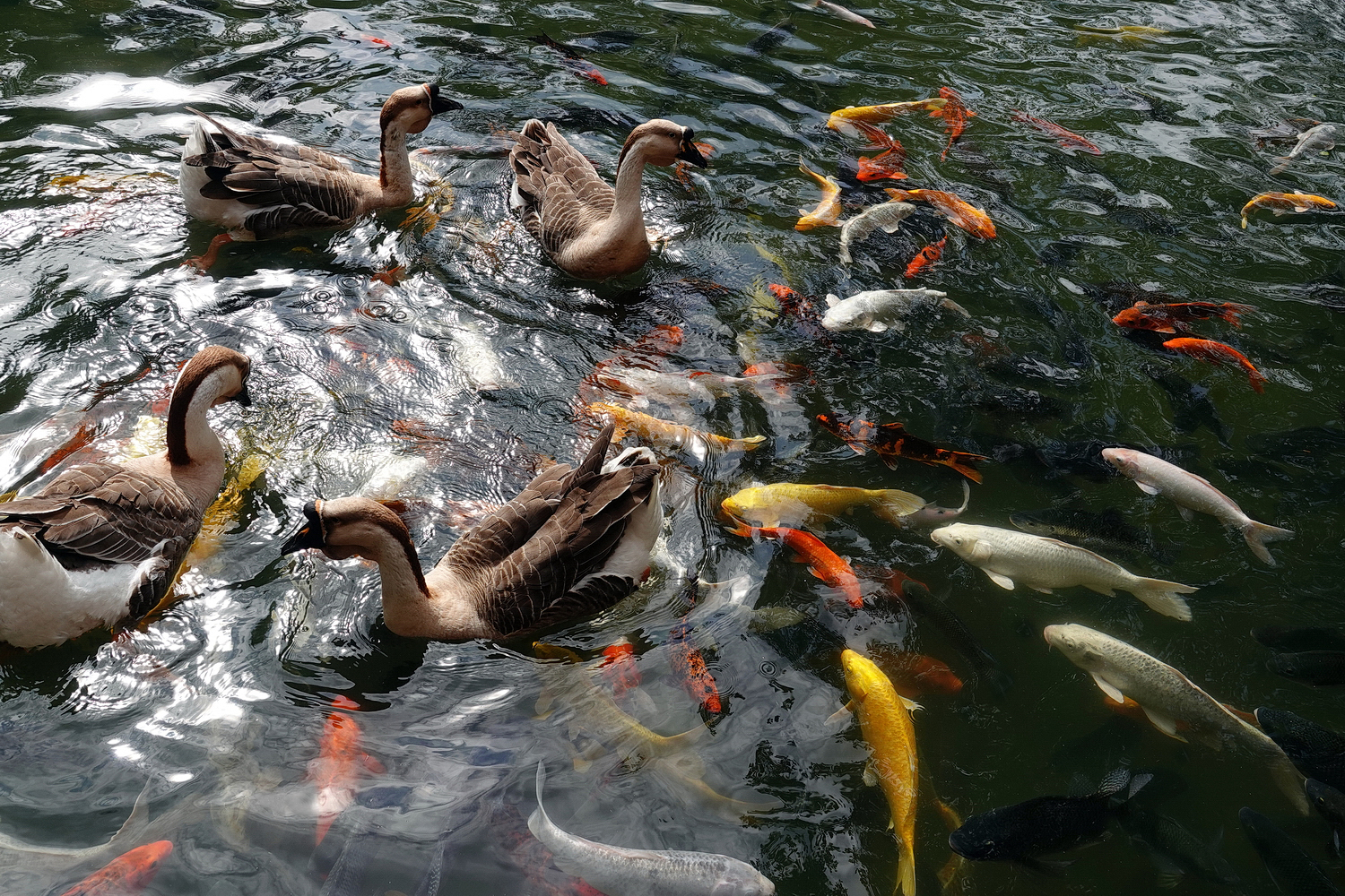 陳永鑑_錦鯉遊緃_20210207o.jpg