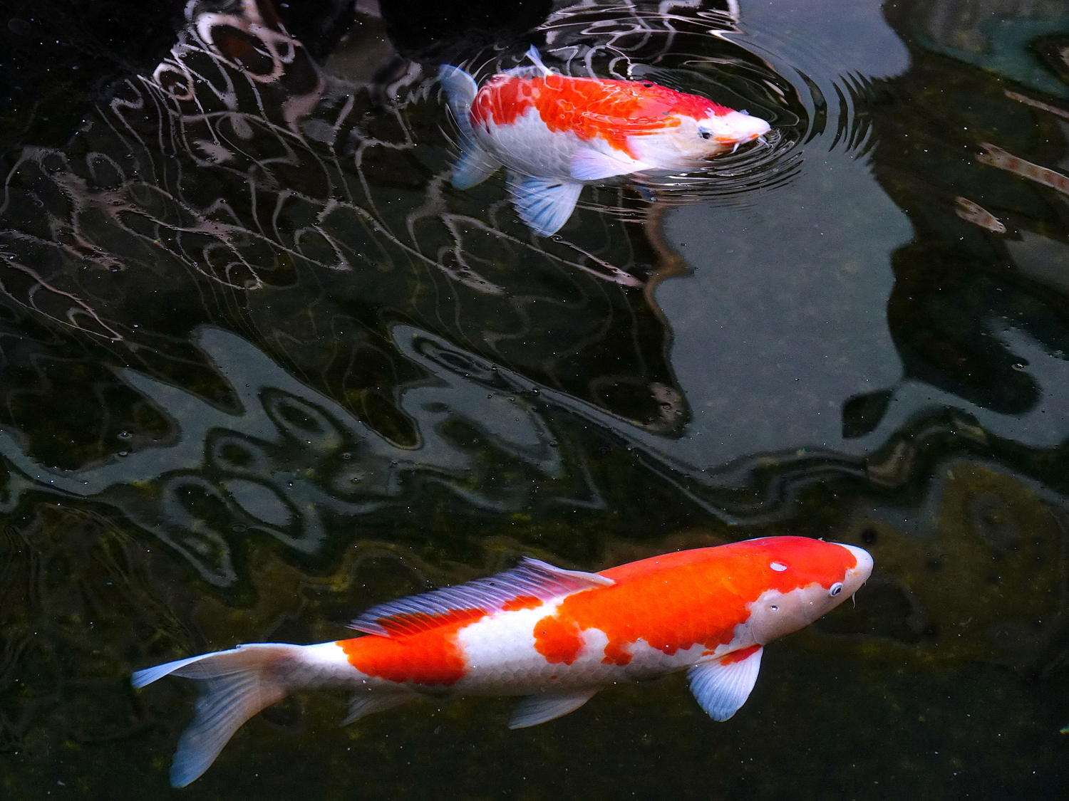陳永鑑_錦鯉遊緃_20210211f.jpg