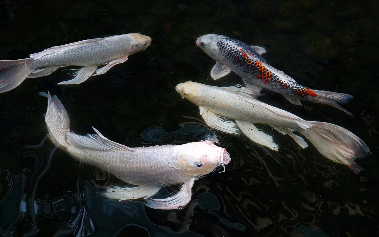 陳永鑑_錦鯉遊緃_20210214f.jpg