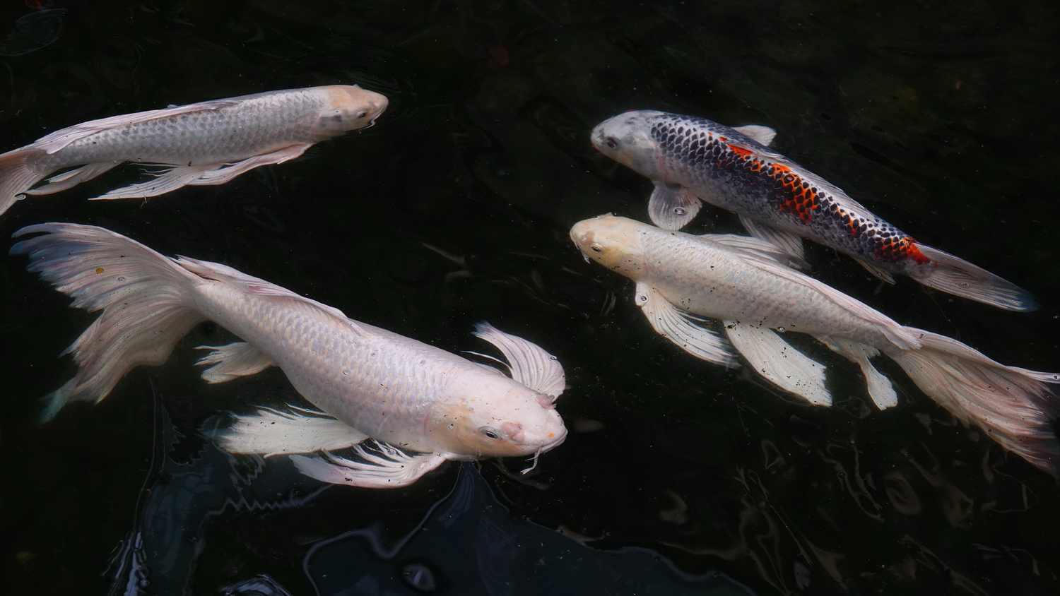 陳永鑑_錦鯉遊緃_20210214e.jpg