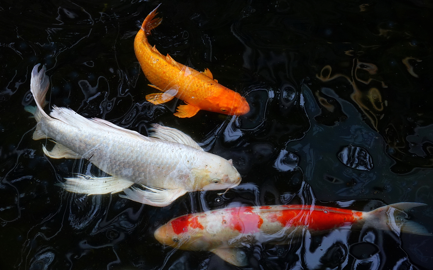陳永鑑_錦鯉遊緃_20210214i.jpg