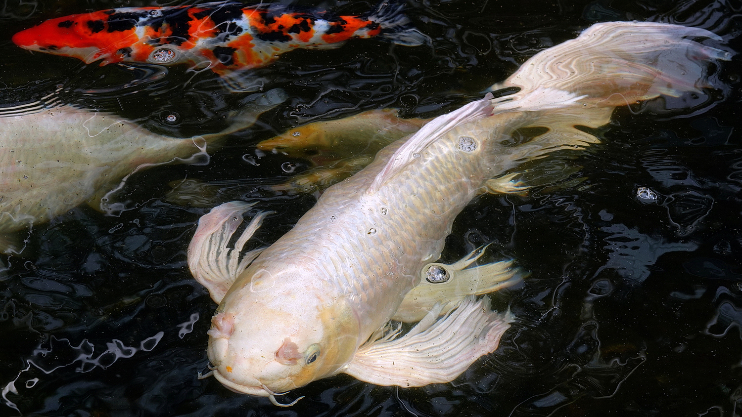 陳永鑑_錦鯉遊緃_20210214r.jpg