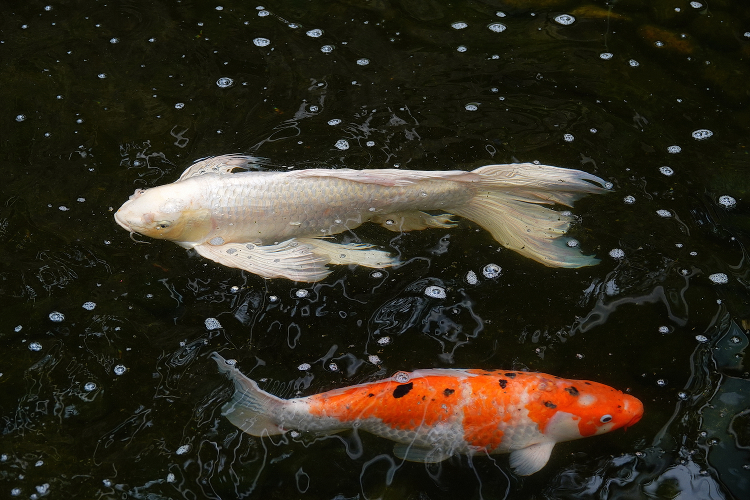 陳永鑑_錦鯉遊緃_20210215a.jpg