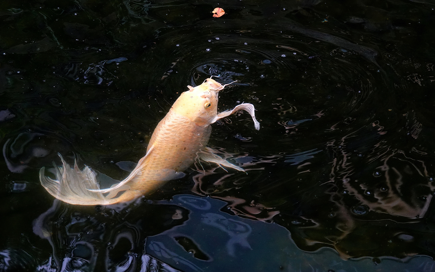 陳永鑑_錦鯉遊緃_20210216c.jpg