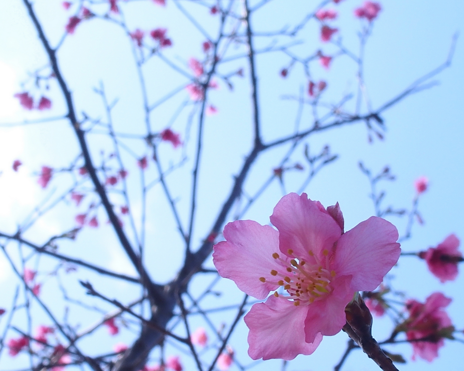 陳永鑑櫻花作品20210216g.jpg
