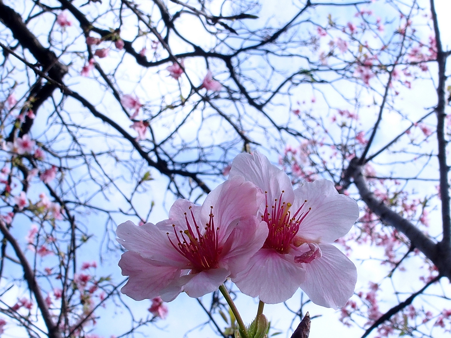 陳永鑑櫻花作品20210216l.jpg