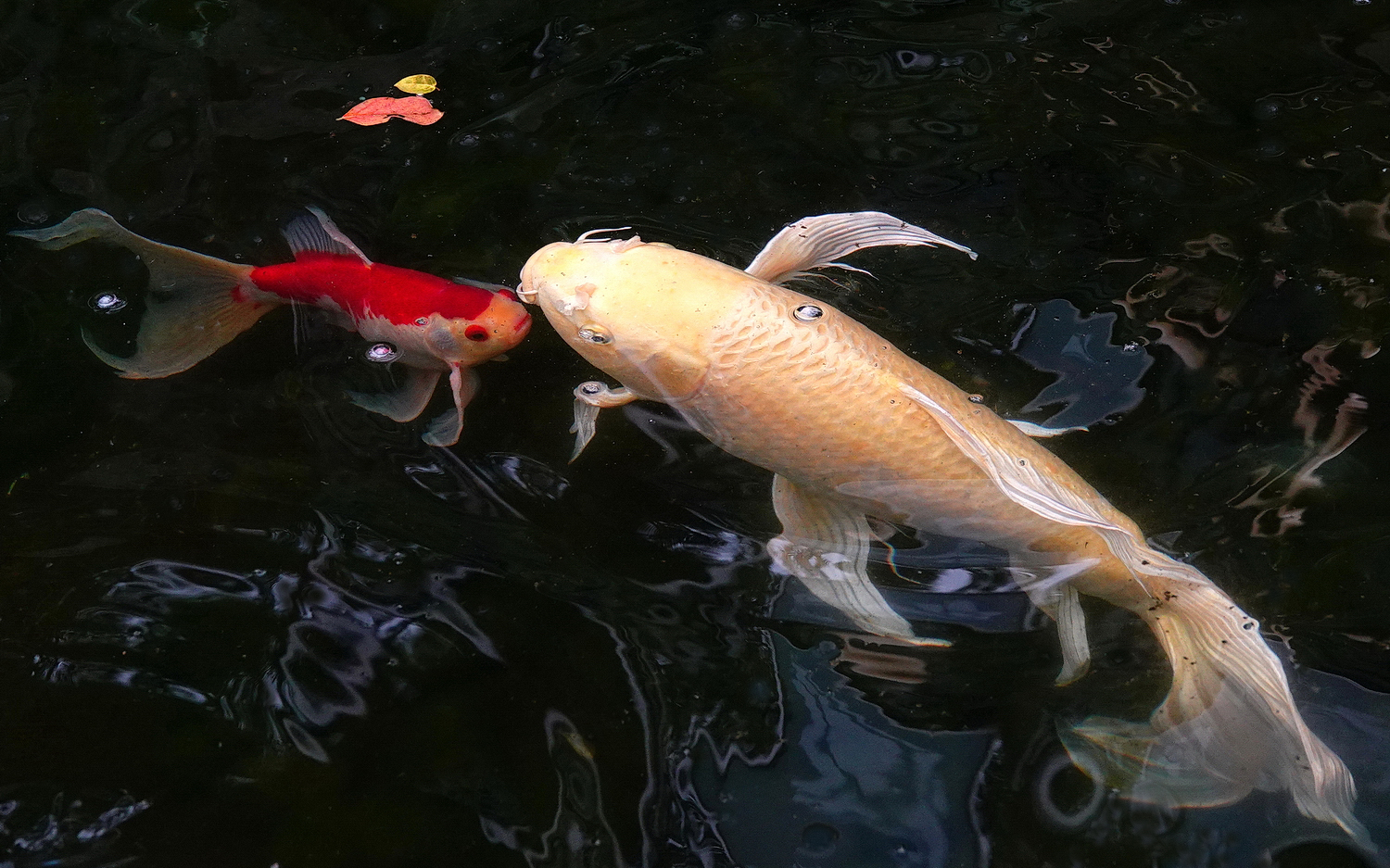 陳永鑑_錦鯉遊緃_20210217g.jpg