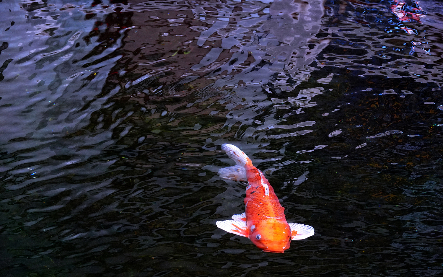 陳永鑑_錦鯉遊緃_20210220m.jpg