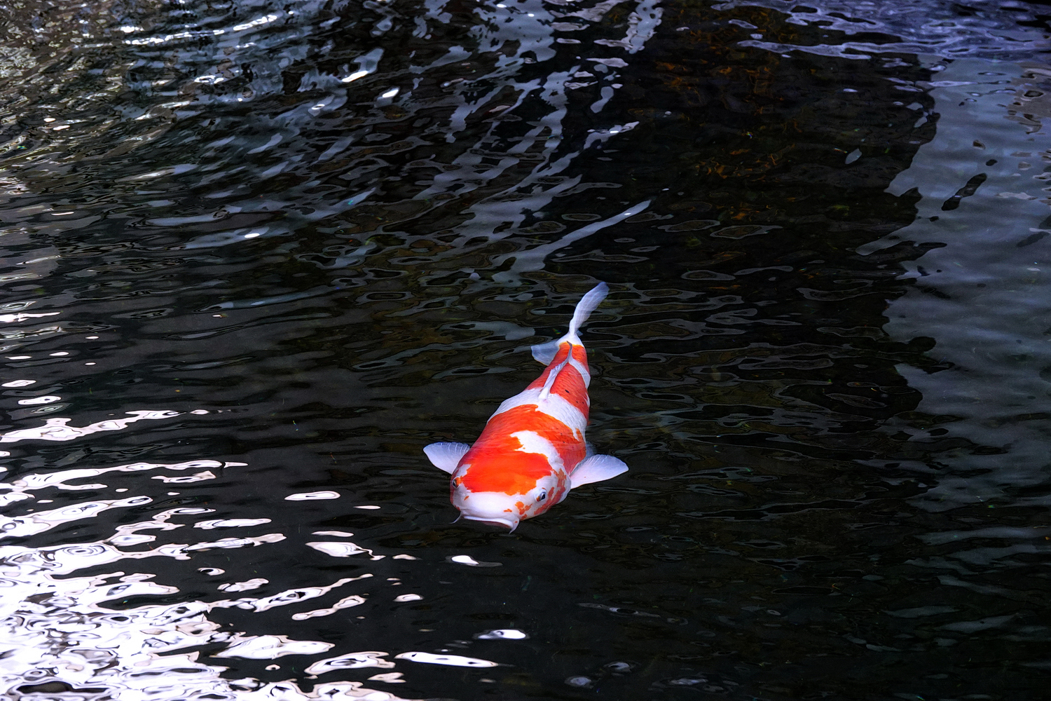 陳永鑑_錦鯉遊緃_20210220l.jpg