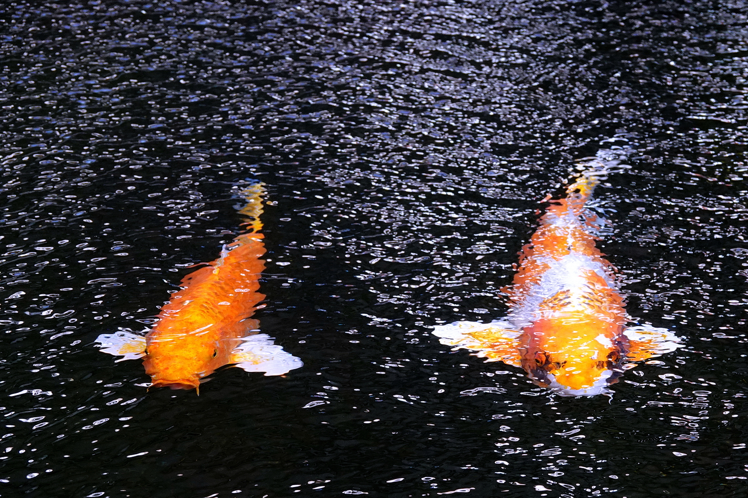 陳永鑑_錦鯉遊緃_20210220k.jpg
