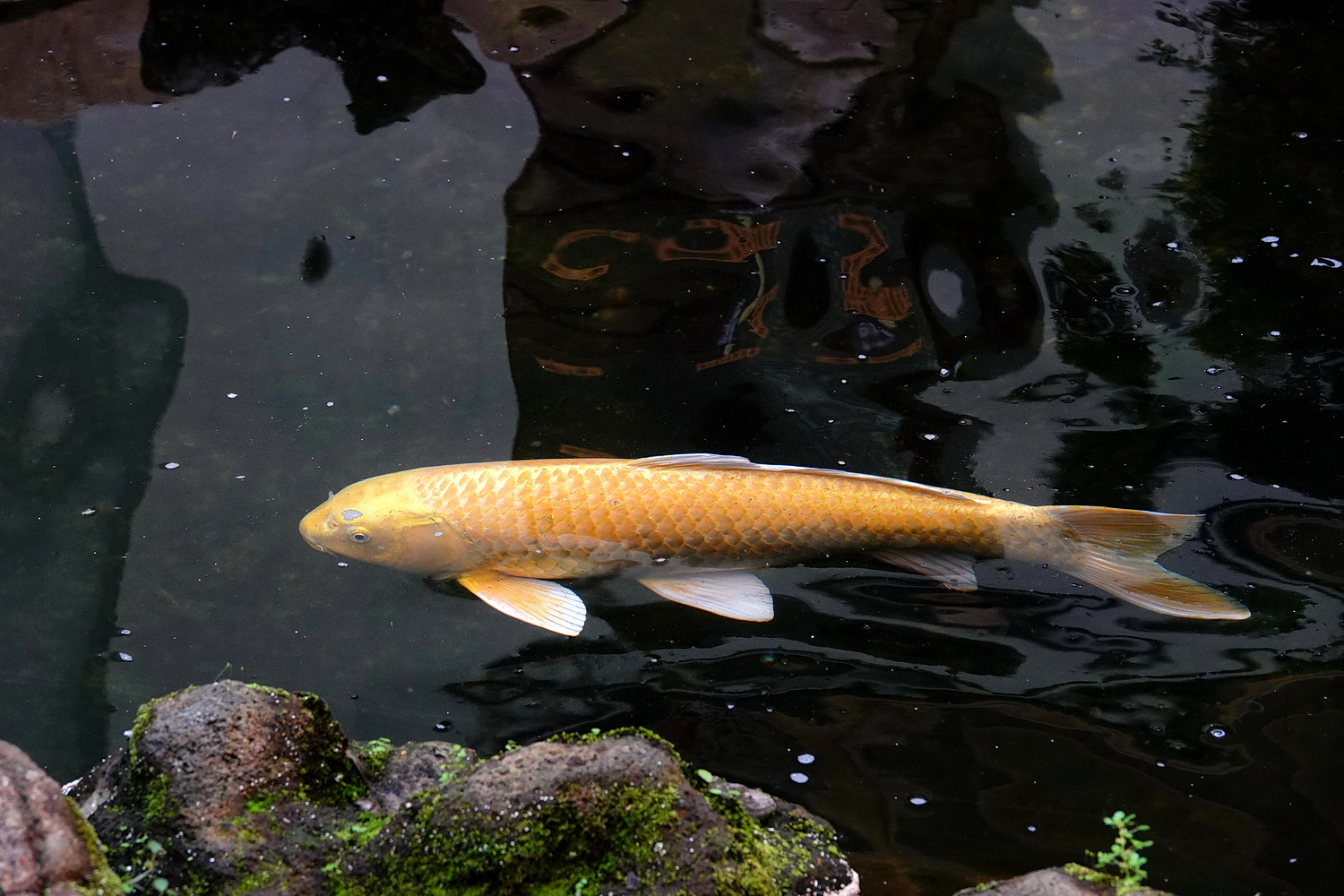 陳永鑑_錦鯉遊緃_20210222e.jpg