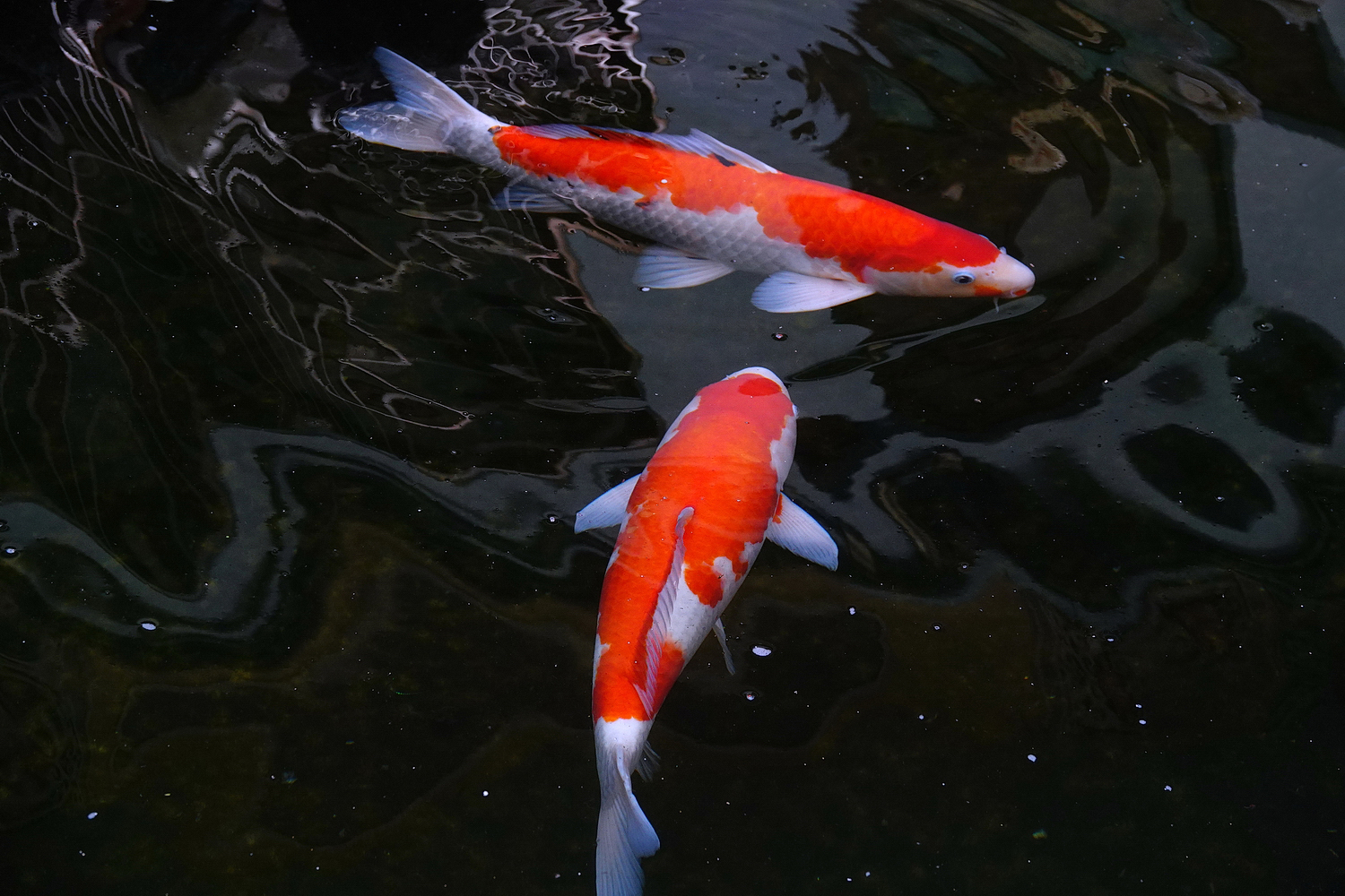 陳永鑑_錦鯉遊緃_20210222c.jpg