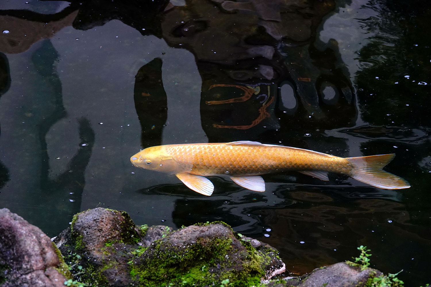 陳永鑑_錦鯉遊緃_20210222d.jpg