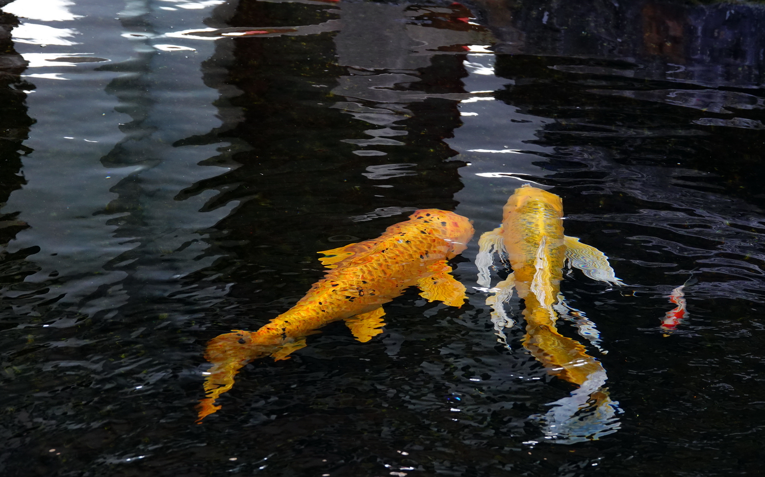 陳永鑑_錦鯉遊緃_20210223a.jpg