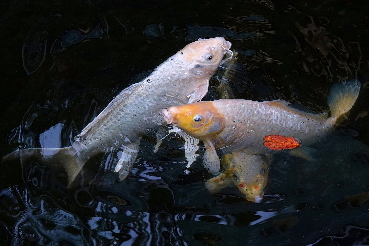 陳永鑑_錦鯉遊緃_20210224h.jpg