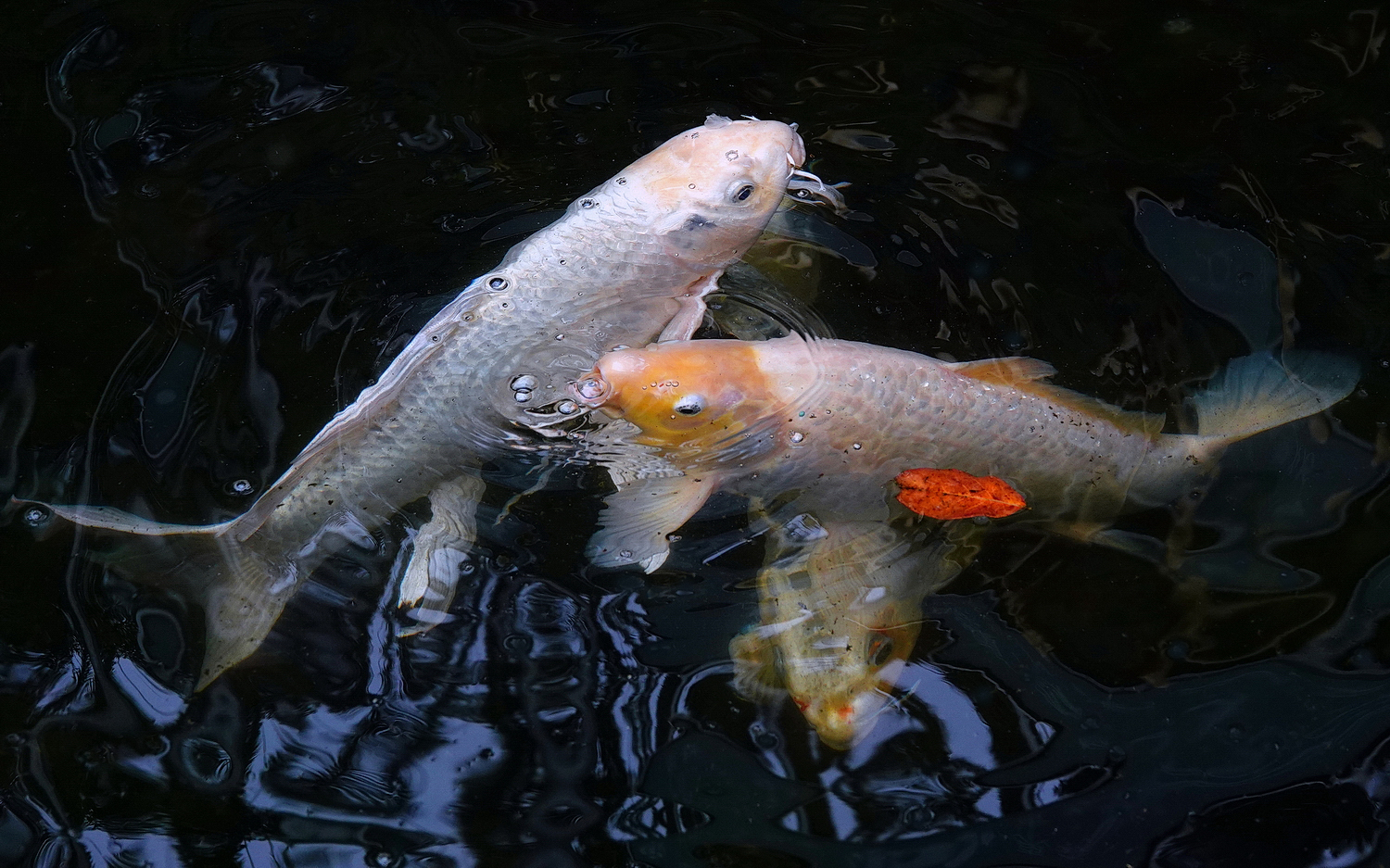 陳永鑑_錦鯉遊緃_20210224i.jpg