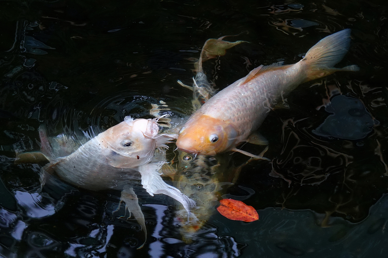 陳永鑑_錦鯉遊緃_20210224d.jpg
