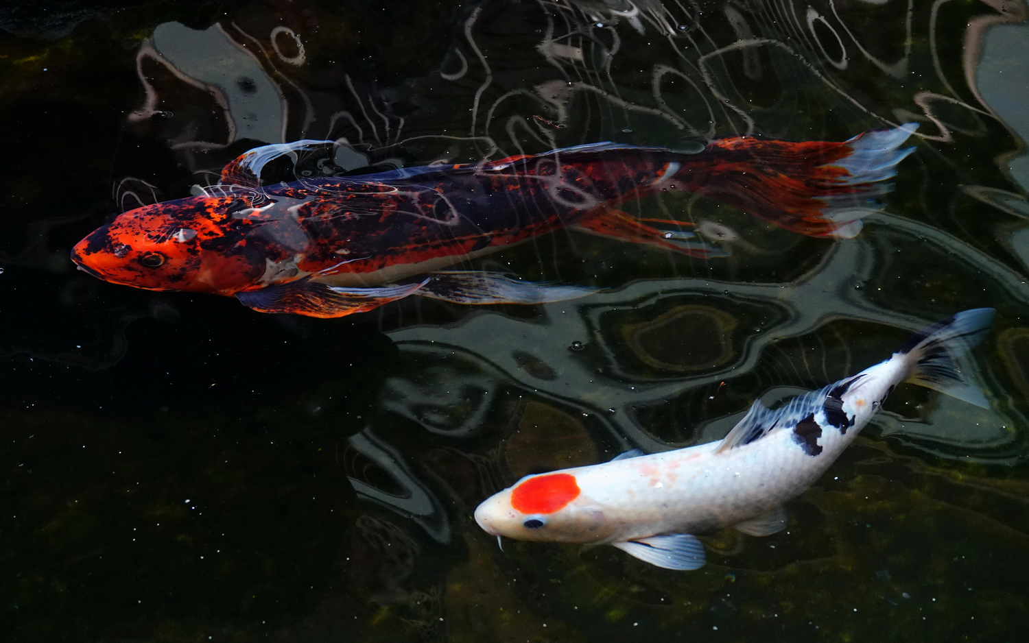 陳永鑑_錦鯉遊緃_20210225c.jpg