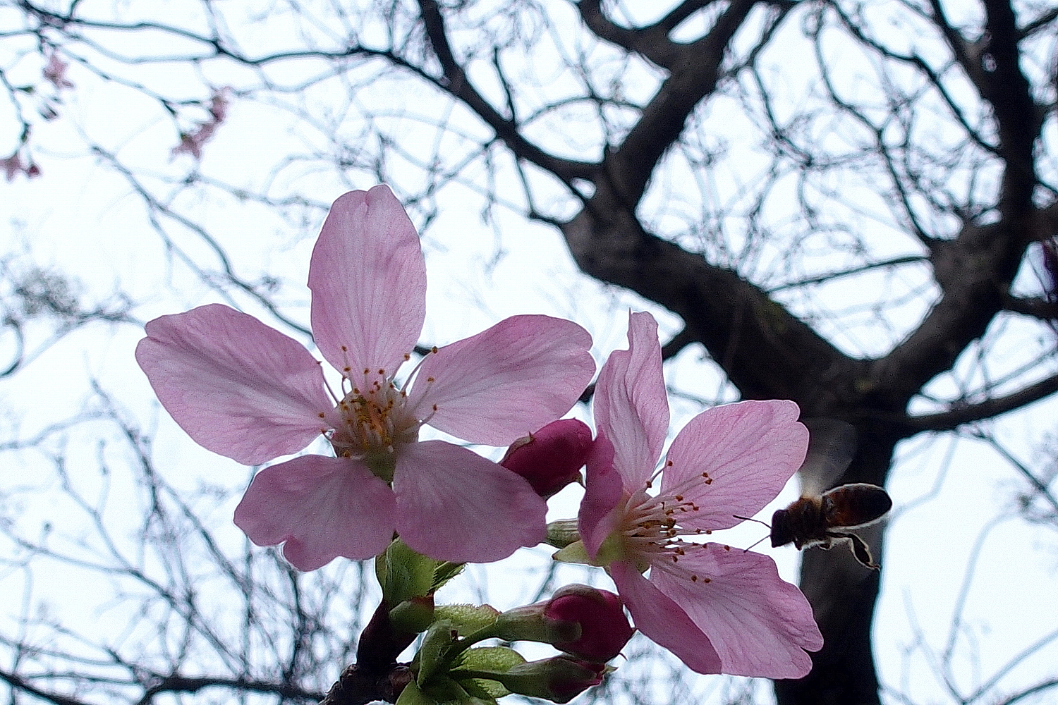 陳永鑑櫻花作品20210225f.jpg