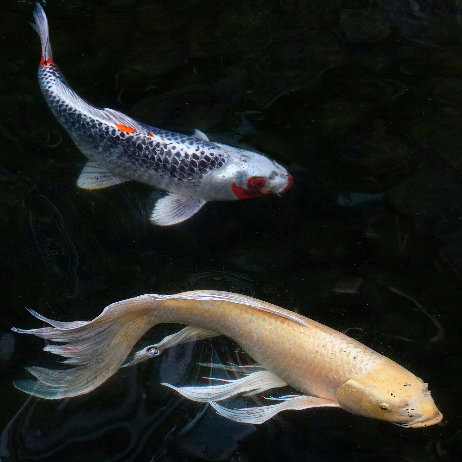 陳永鑑_錦鯉遊緃_20210227g.jpg