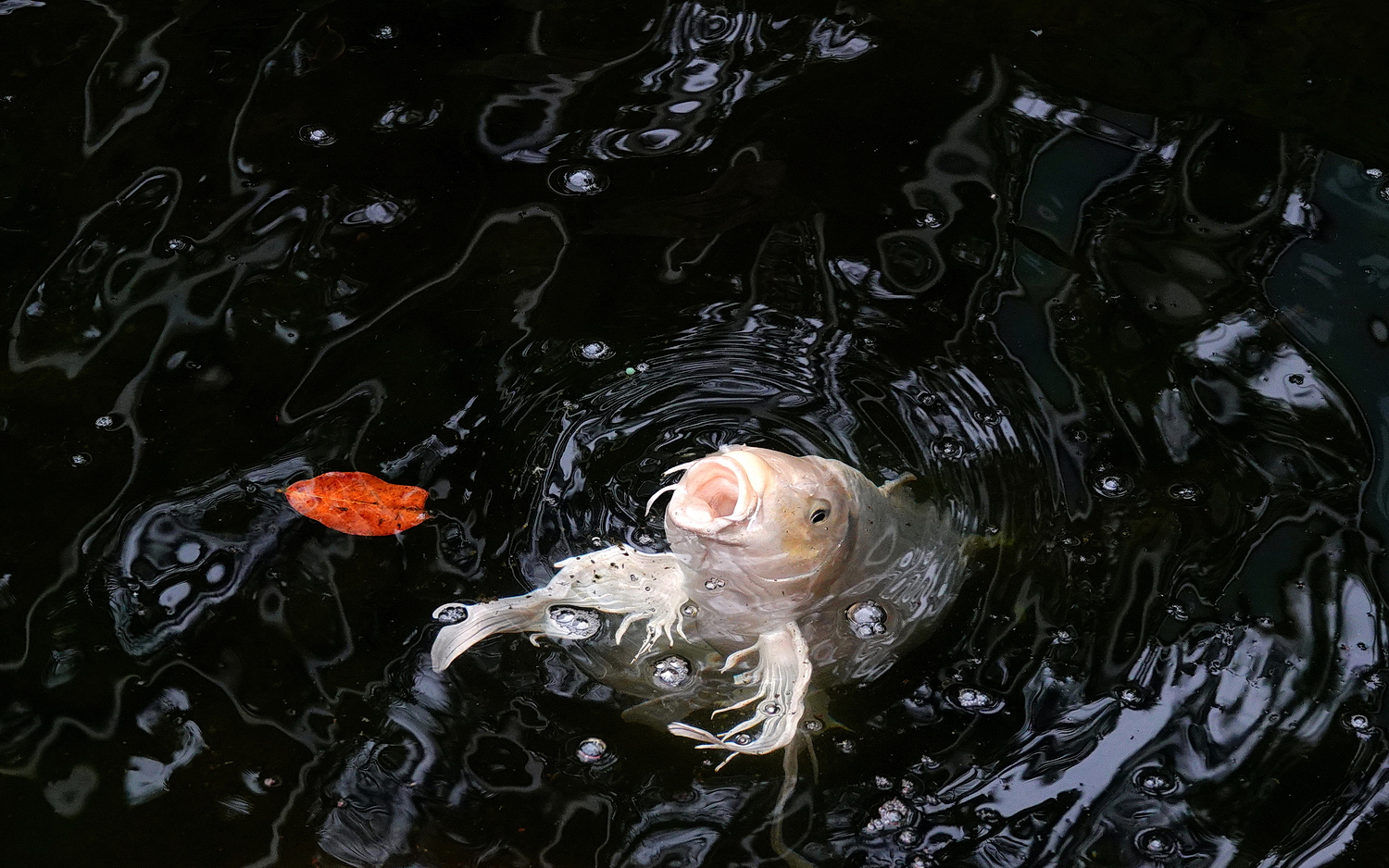 陳永鑑_錦鯉遊緃_20210227l.jpg