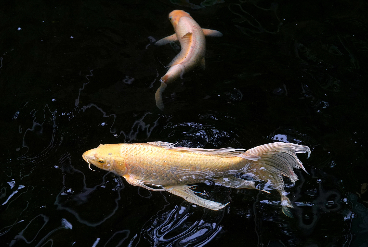 陳永鑑_錦鯉遊緃_20210227j.jpg