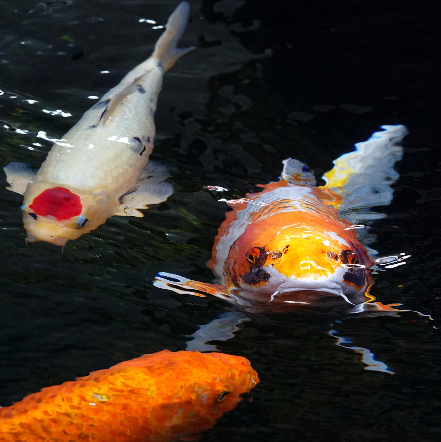 陳永鑑_錦鯉遊緃_20210301c.jpg