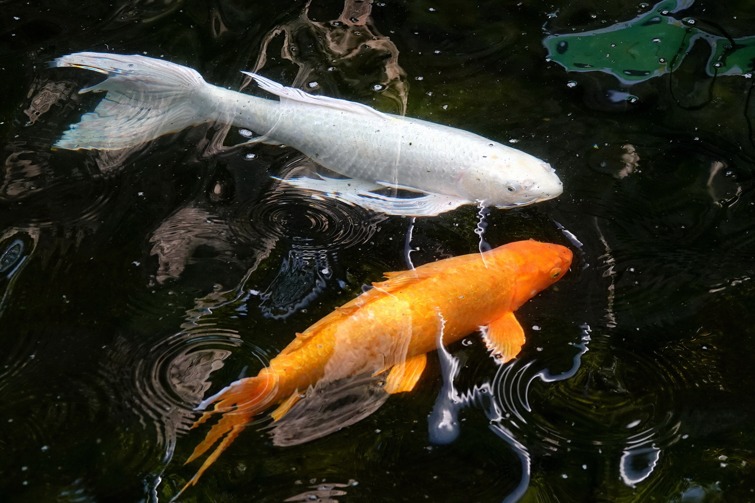 陳永鑑_錦鯉遊緃_20210303a.jpg