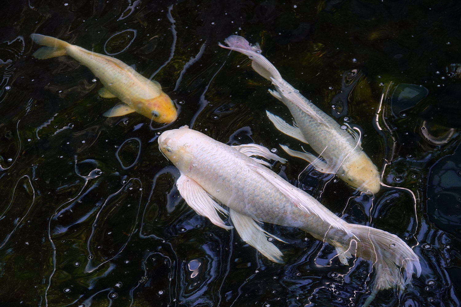 陳永鑑_錦鯉遊緃_20210305b.jpg