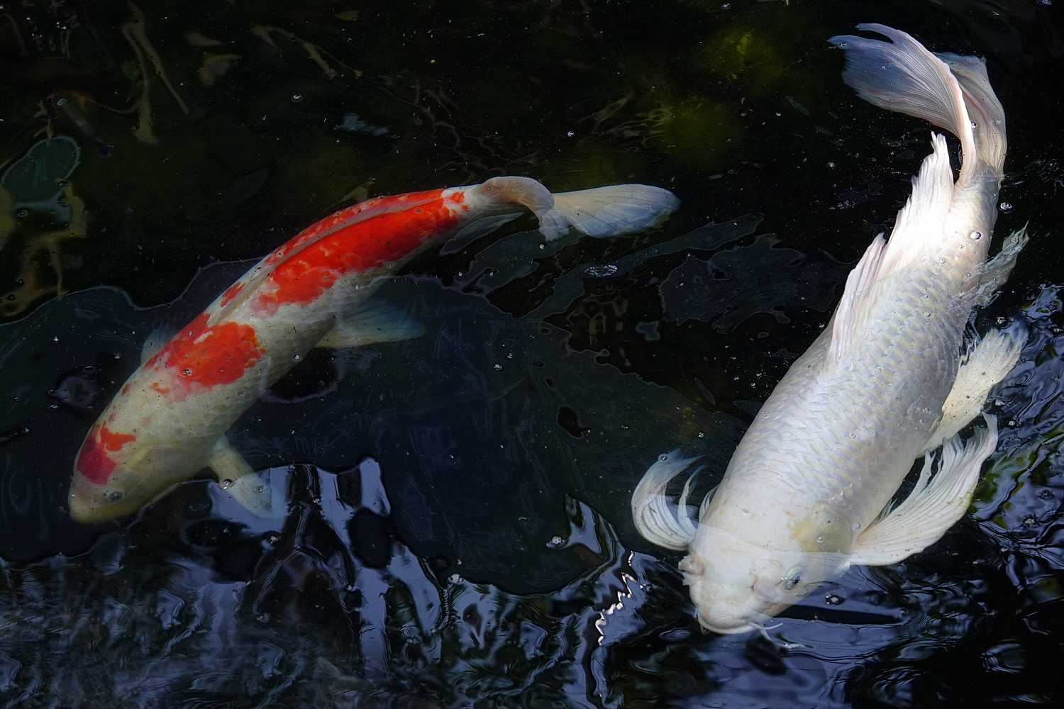 陳永鑑_錦鯉遊緃_20210305j.jpg