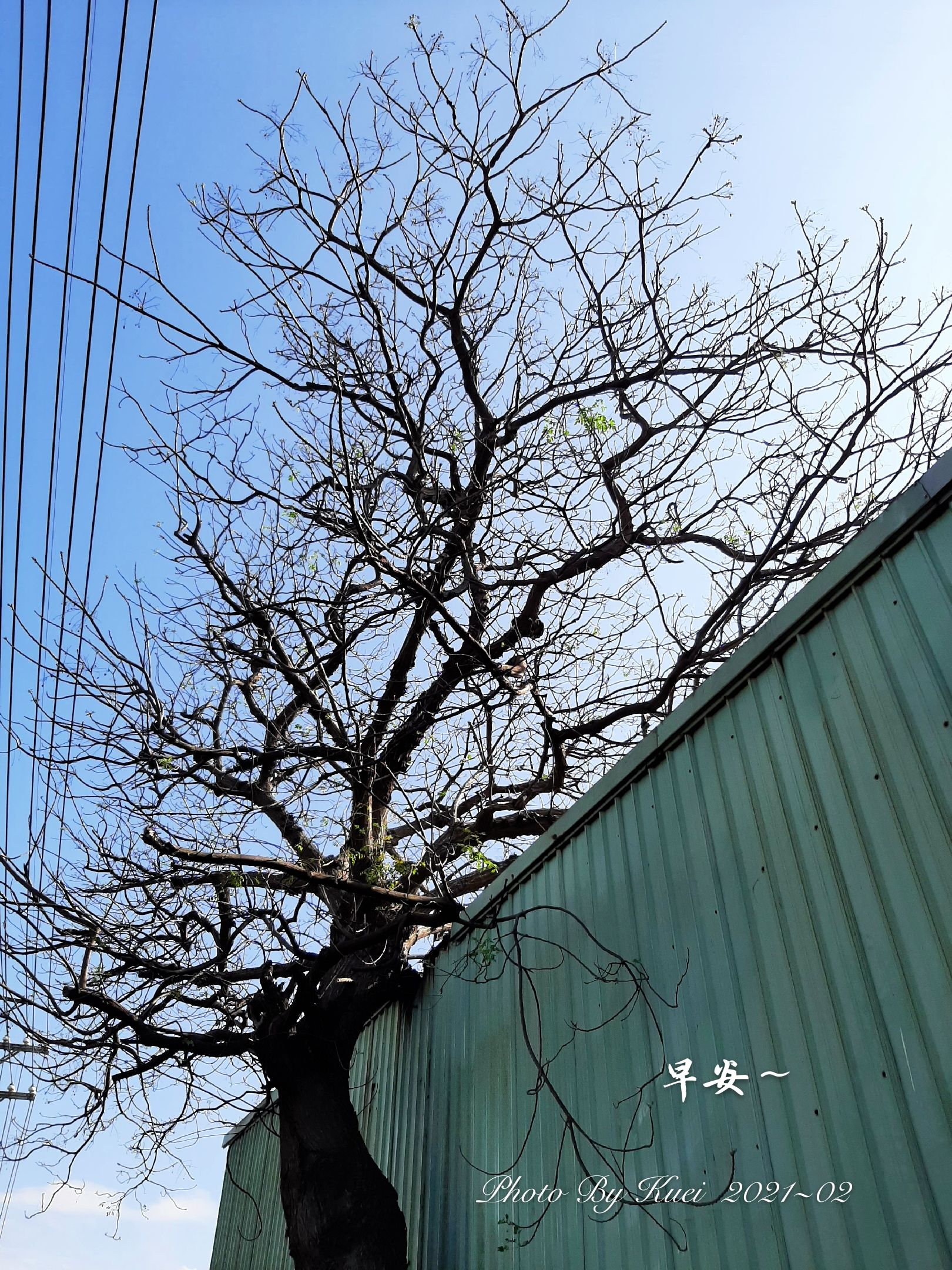 林於貴早安作品20210303.jpg
