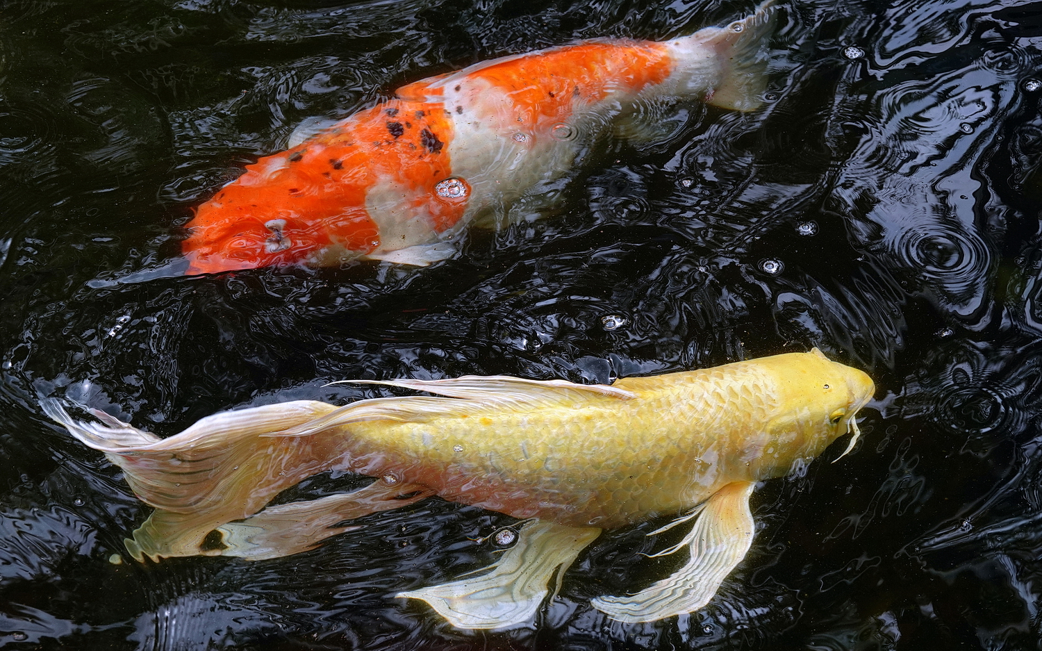 陳永鑑_錦鯉遊緃_20210305w.jpg