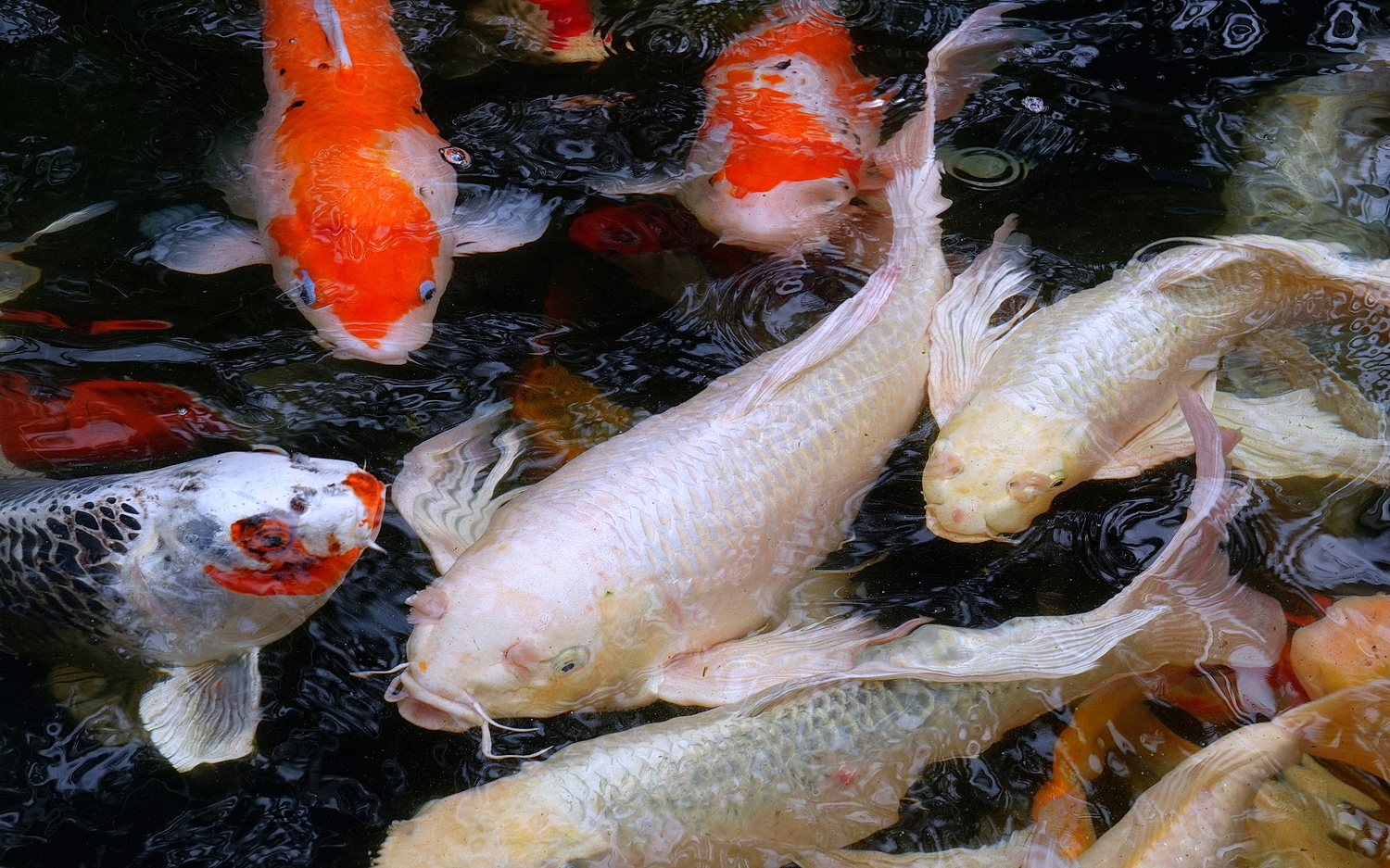 陳永鑑_錦鯉遊緃_20210305v.jpg
