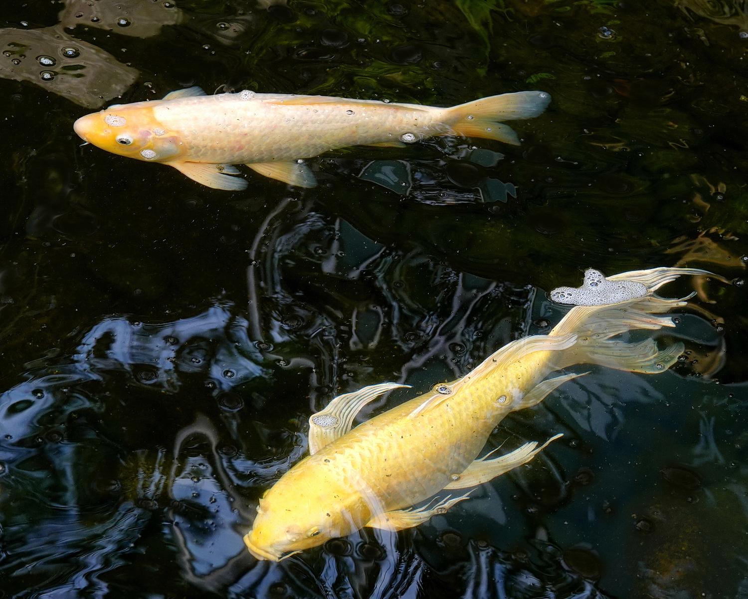 陳永鑑_錦鯉遊緃_20210306c.jpg