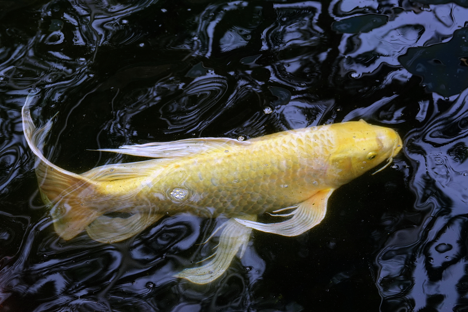 陳永鑑_錦鯉遊緃_20210307g.jpg