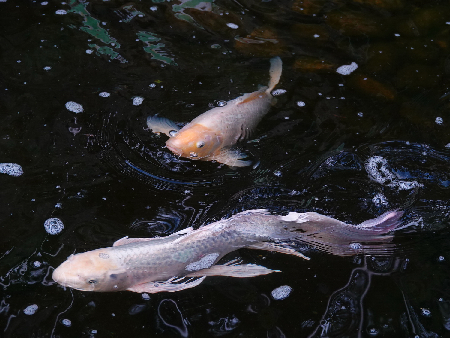 陳永鑑_錦鯉遊緃_20210307r.jpg