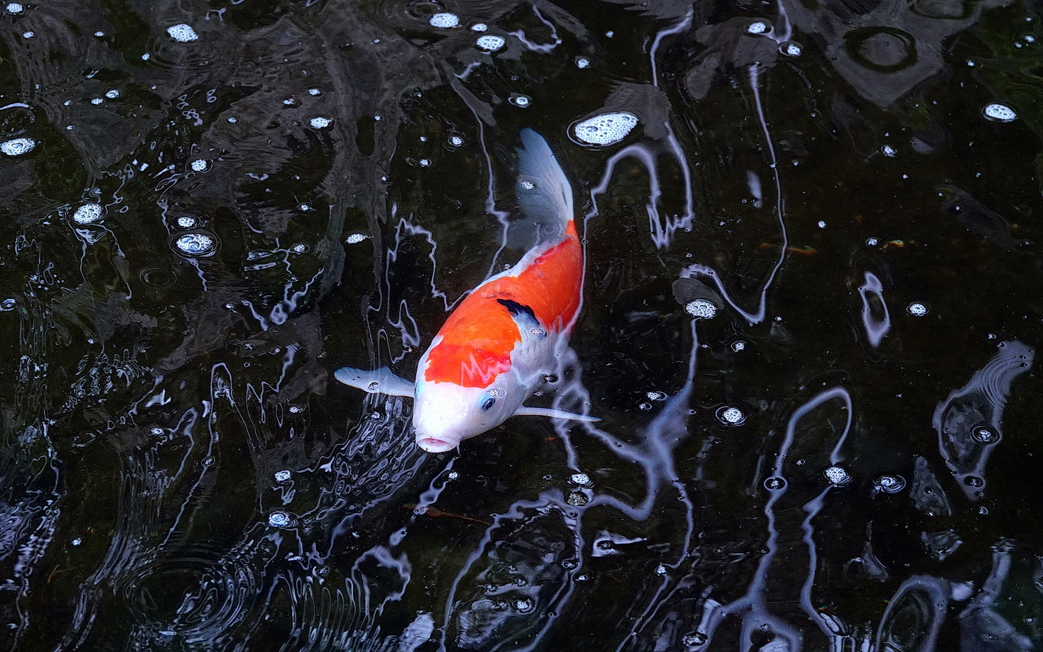 陳永鑑_錦鯉遊緃_20210308g.jpg