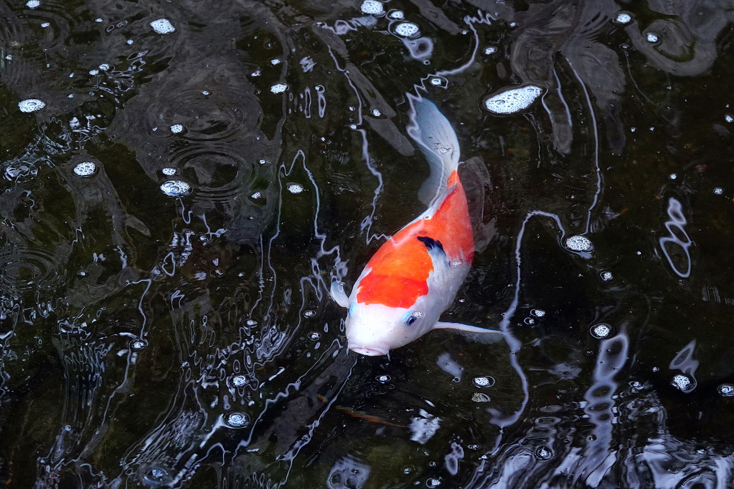 陳永鑑_錦鯉遊緃_20210308f.jpg