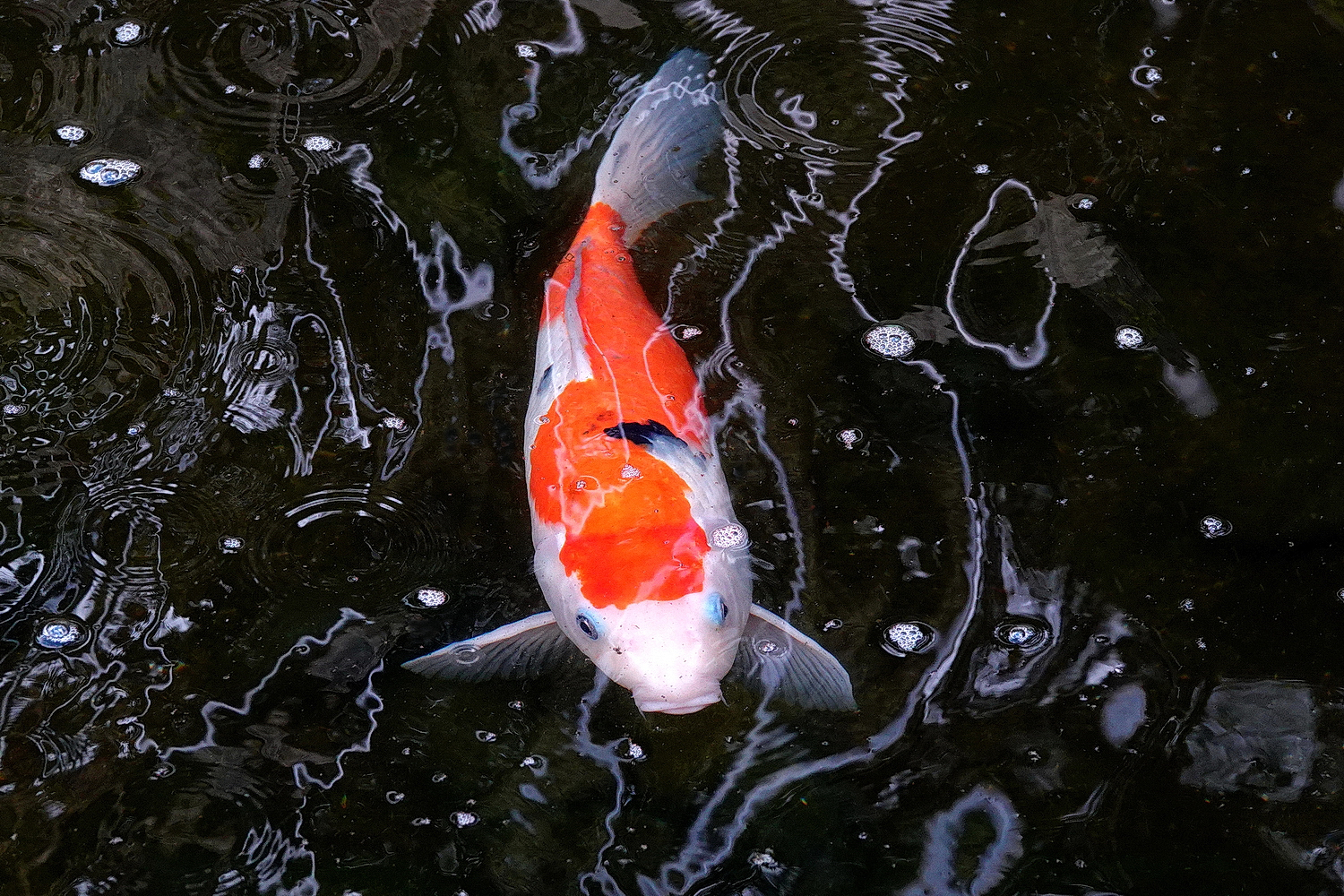 陳永鑑_錦鯉遊緃_20210308e.jpg