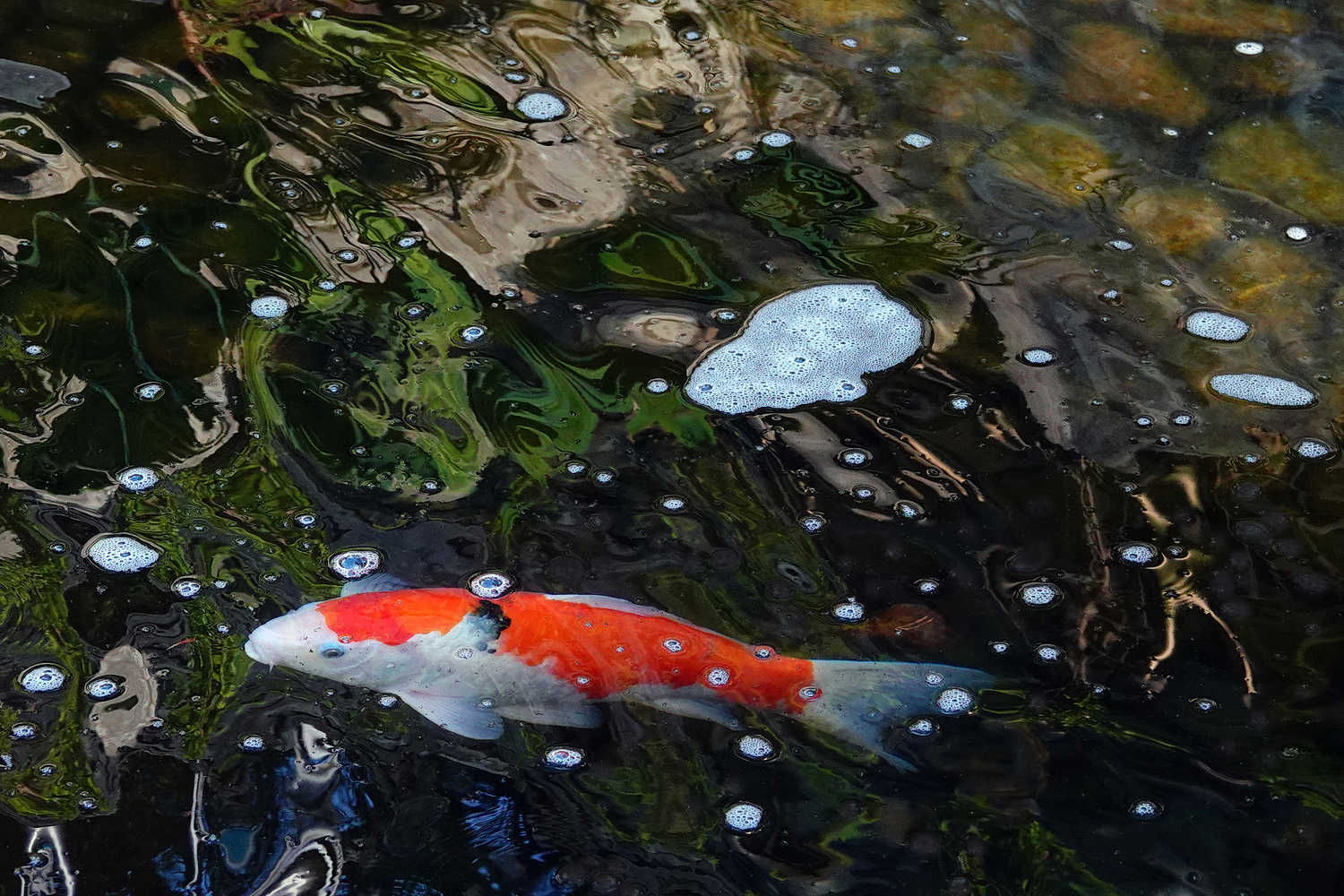 陳永鑑_錦鯉遊緃_20210310b.jpg