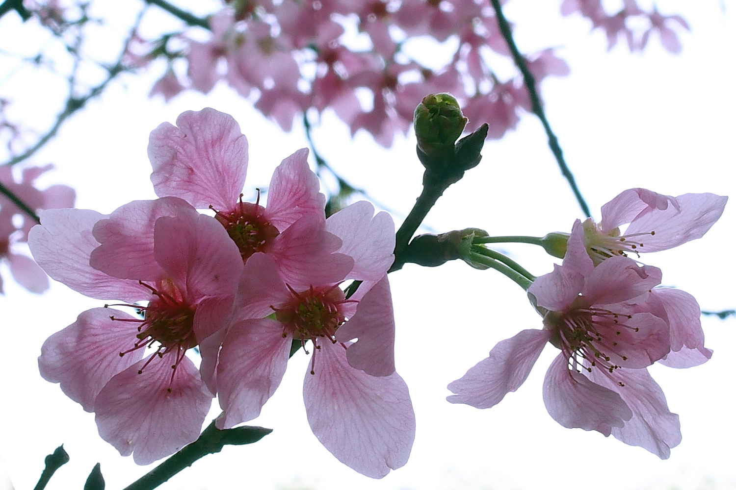 陳永鑑櫻花作品20210305f.jpg