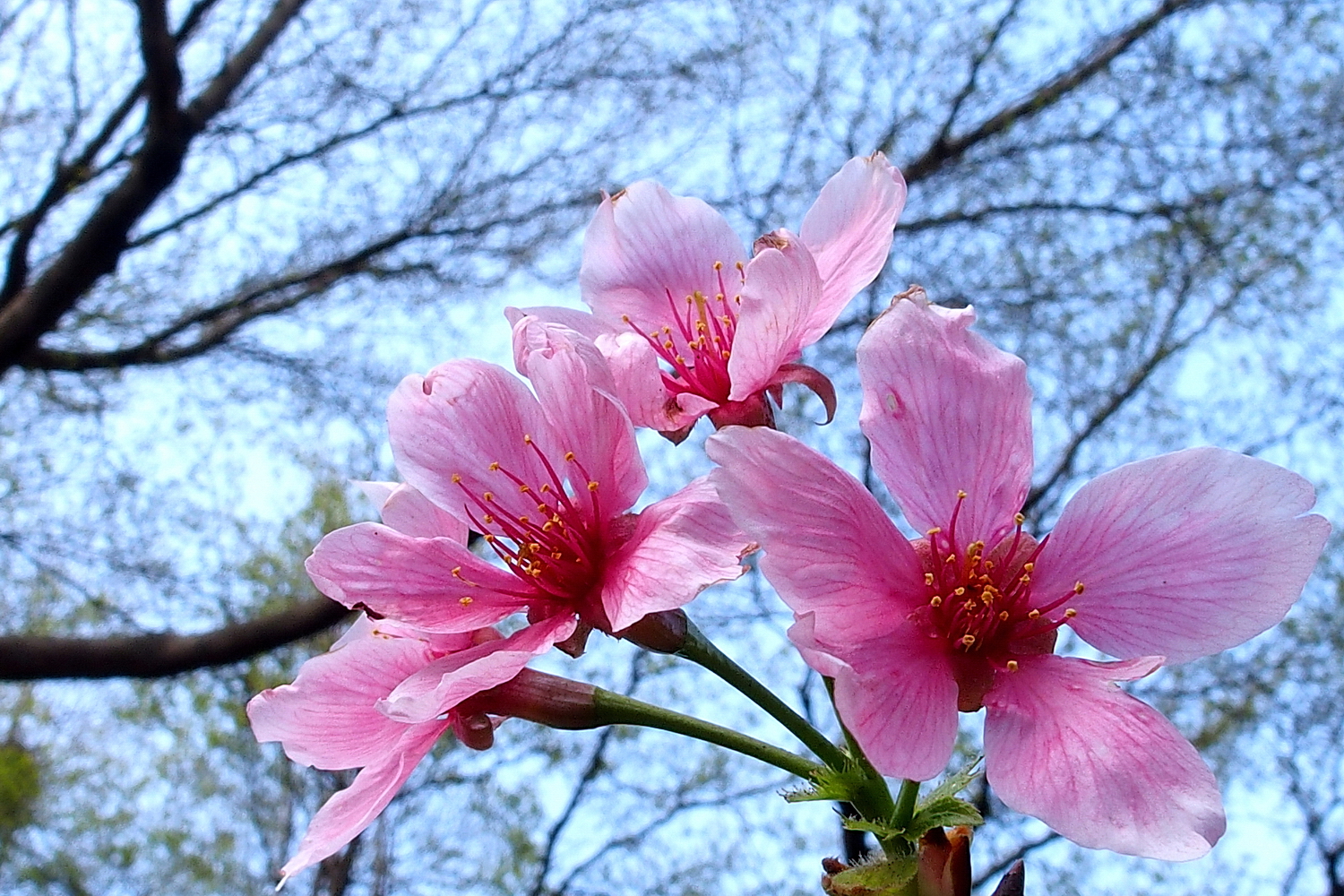 陳永鑑櫻花作品20210316f.jpg